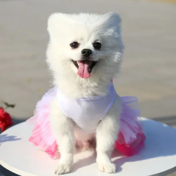 Spring Dog Lace Dress - Image 2