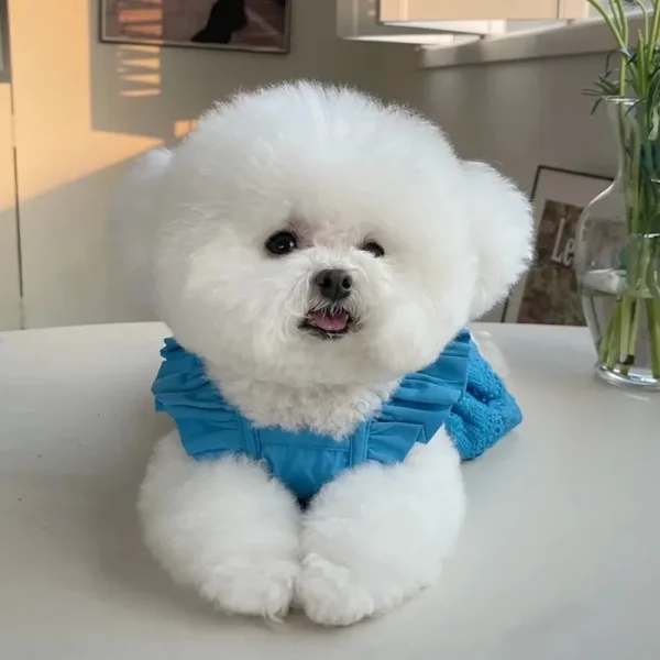 Pet Clothing Spring and Summer - Image 3